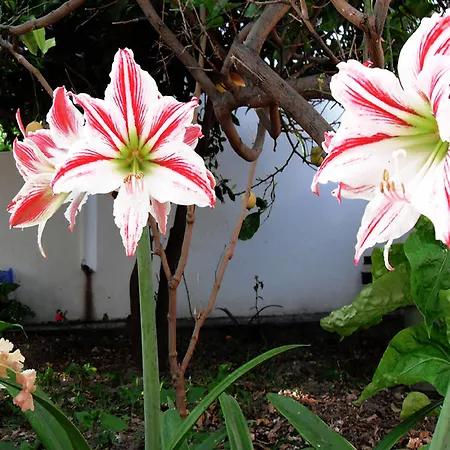 Helliniko (adults Only) Отель Парос