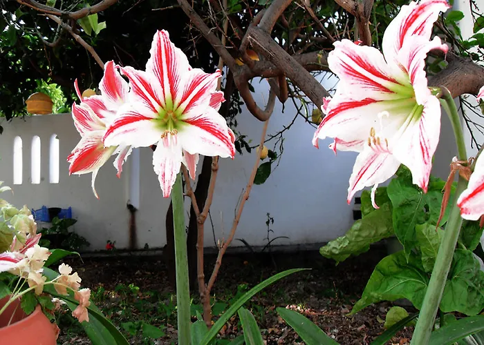 Helliniko (adults Only) Hotel Parikia (Paros)